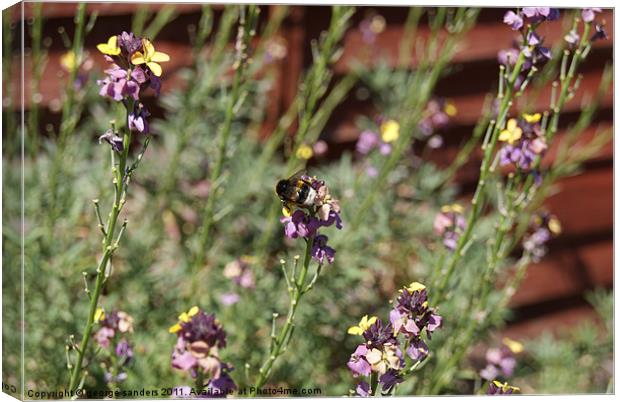 pollination at its finest Canvas Print by george sanders