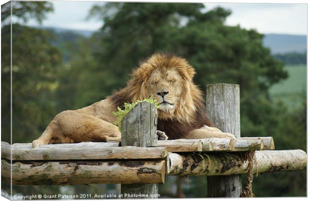 The King Of The Jungle Canvas Print by Grant Paterson