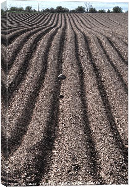 Crop Field Girvan Canvas Print by Valerie Paterson