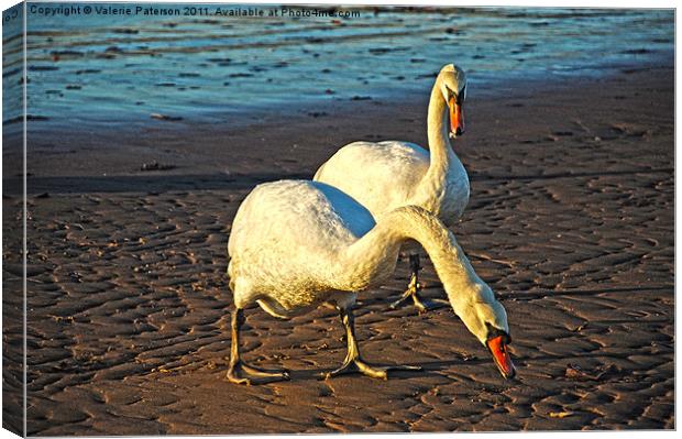 Hungry Swans Canvas Print by Valerie Paterson