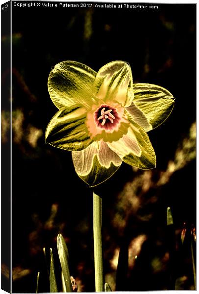 Gold Leaf Daffodil Canvas Print by Valerie Paterson