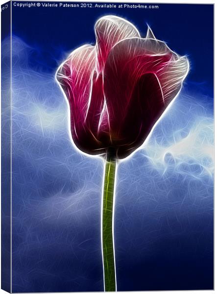 Fiery Tulip Canvas Print by Valerie Paterson