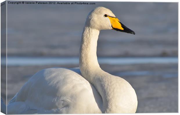 Whooper Swan Canvas Print by Valerie Paterson