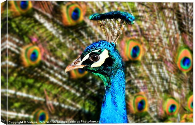 Peacock Blue Canvas Print by Valerie Paterson