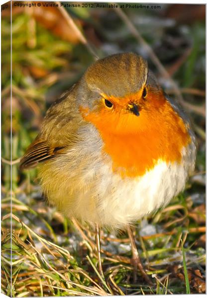 Robin Red Breast Canvas Print by Valerie Paterson