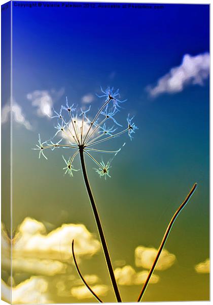 Wild Cow Parsley Canvas Print by Valerie Paterson