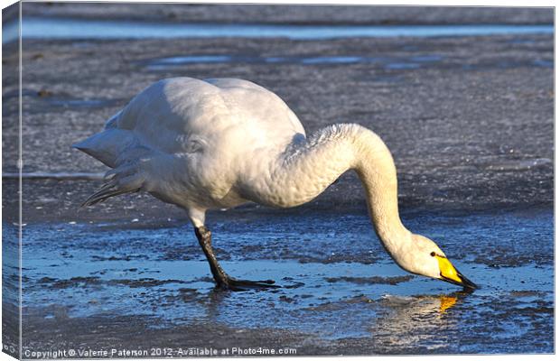 Balancing Act Canvas Print by Valerie Paterson