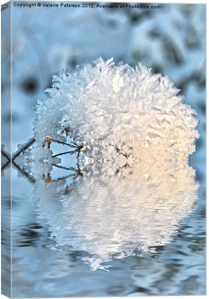 Snowball Canvas Print by Valerie Paterson