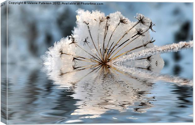 Frosted Cow Parsley Canvas Print by Valerie Paterson