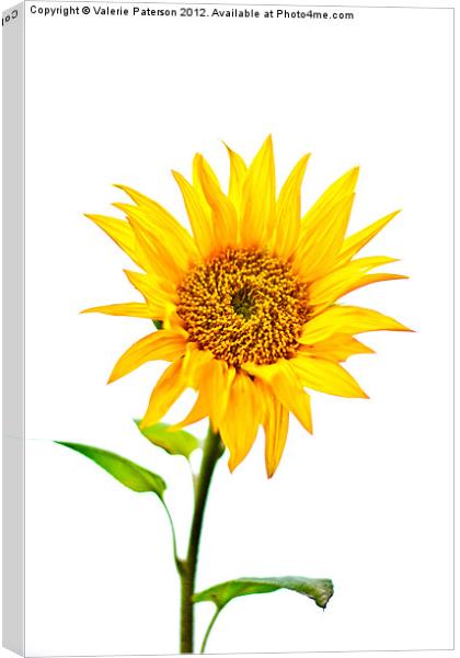 Sunflower Canvas Print by Valerie Paterson
