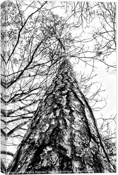 Looking Up (Mono) Canvas Print by Valerie Paterson