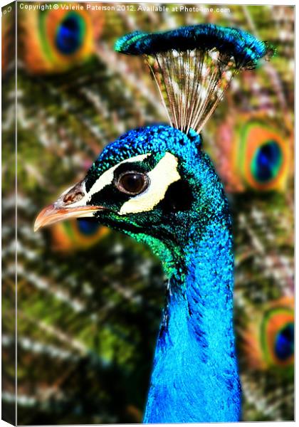 Tall Peacock Blue Canvas Print by Valerie Paterson