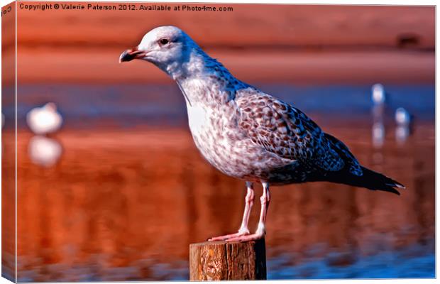 Great Black Backed Gull Canvas Print by Valerie Paterson