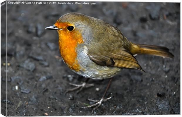 Robin Canvas Print by Valerie Paterson