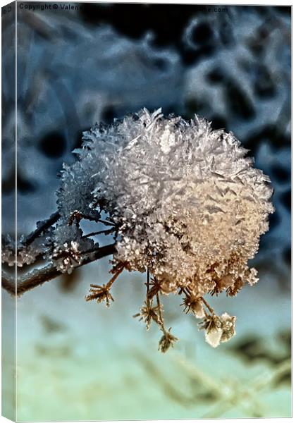 Ball Of Snow Canvas Print by Valerie Paterson