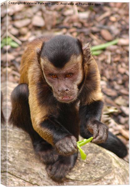 Capuchin Monkey Canvas Print by Valerie Paterson