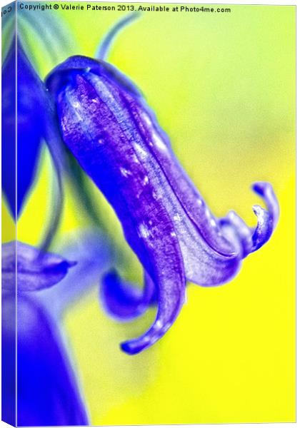 Single Bluebell Canvas Print by Valerie Paterson