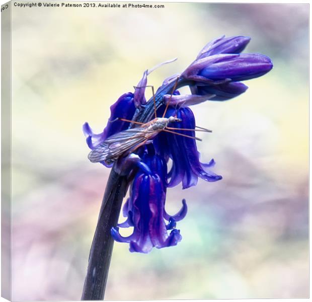 Hogging The Bluebell Canvas Print by Valerie Paterson