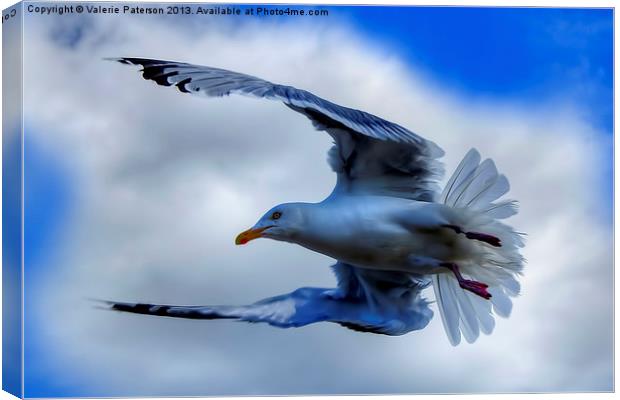 Seagull Canvas Print by Valerie Paterson
