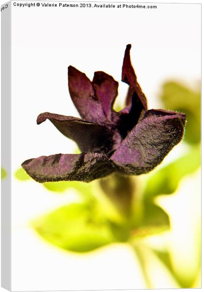 Soft Velvety Petunia Canvas Print by Valerie Paterson