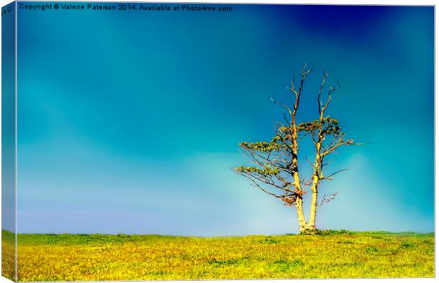 Lone Tree Canvas Print by Valerie Paterson