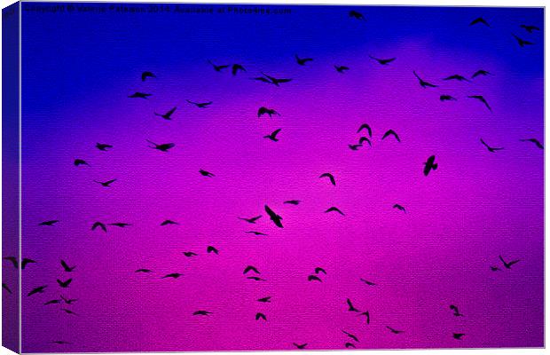 Flying Flock Canvas Print by Valerie Paterson
