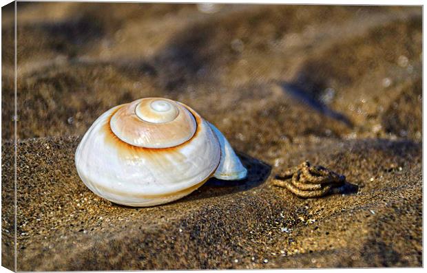 Shell on the Beach  Canvas Print by Valerie Paterson
