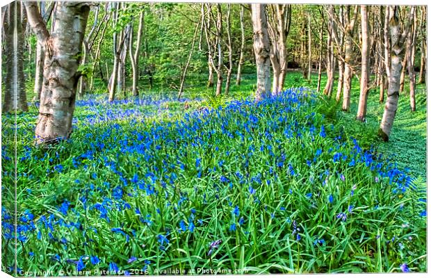 Bluebells in the Woods Canvas Print by Valerie Paterson