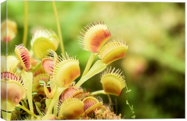 Venus Fly Trap Canvas Print by Valerie Paterson
