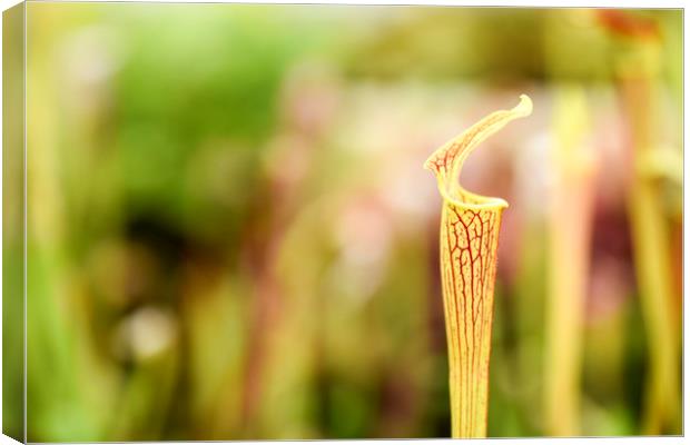 Pitcher Plant Canvas Print by Valerie Paterson