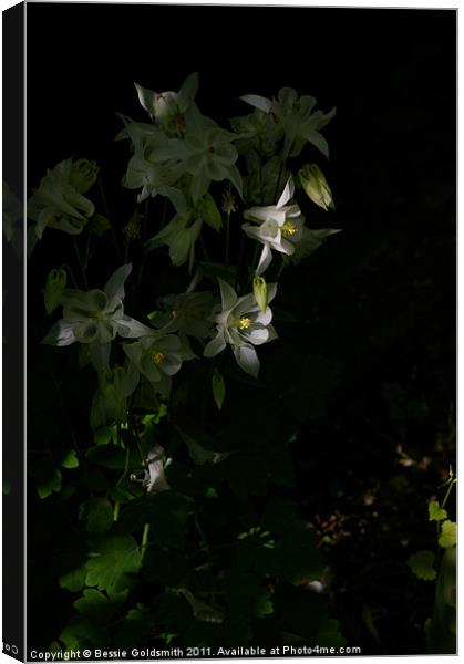 White flower in shade Canvas Print by Bessie Goldsmith