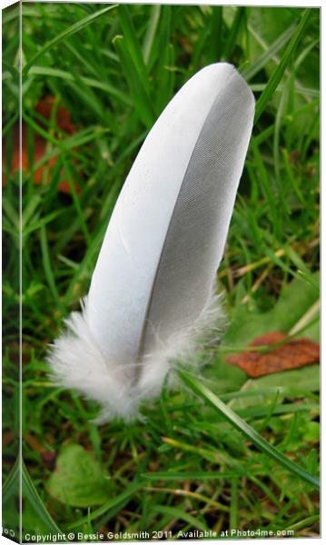 White and Grey Feather Canvas Print by Bessie Goldsmith