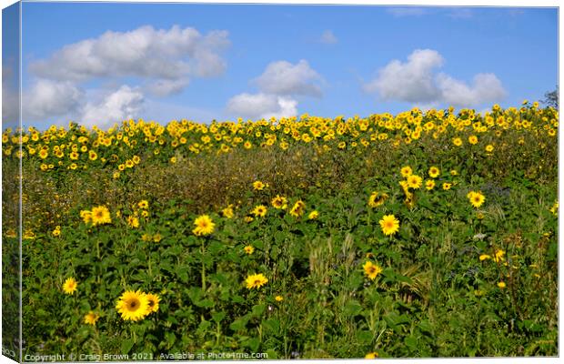 Field of Sunflowers Canvas Print by Craig Brown