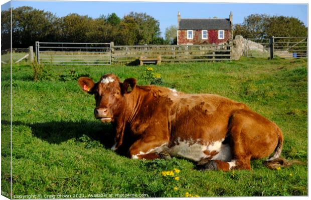 Cow in field Canvas Print by Craig Brown