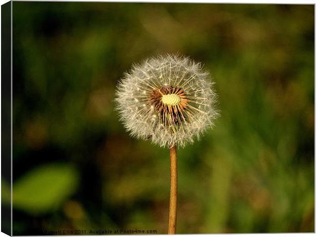 Dandelion Clock Canvas Print by Russell Ellis