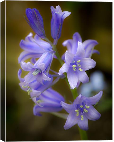 Bluebell close-up Canvas Print by Gary Eason