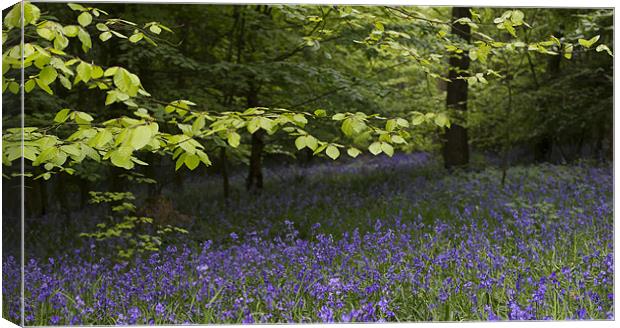 Bluebell wood Canvas Print by Gary Eason