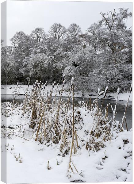 Bullrushes in the snow Canvas Print by Gary Eason