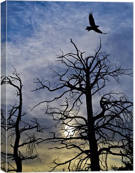 Raven taking off Canvas Print by Gary Eason