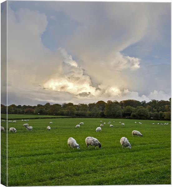 Sheep may safely graze Canvas Print by Gary Eason