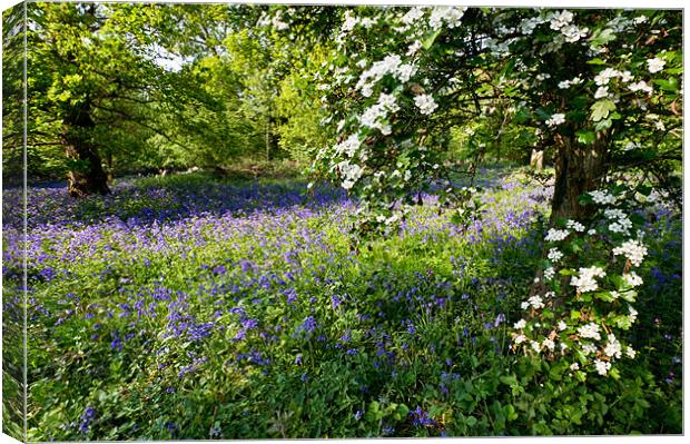 Bluebells and may Canvas Print by Gary Eason