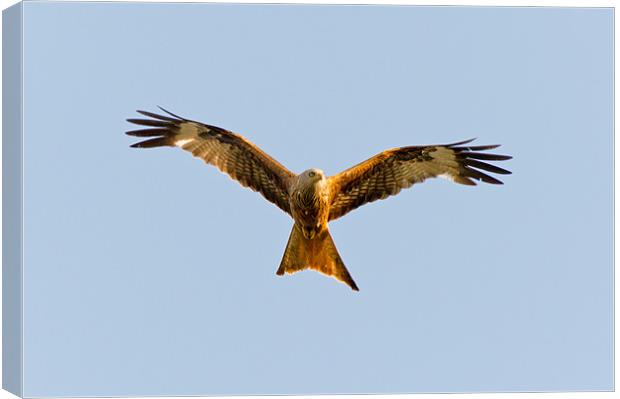 Red kite soaring overhead Canvas Print by Gary Eason
