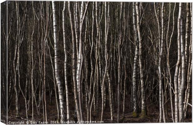 Silver birch trees Canvas Print by Gary Eason