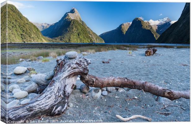 Beached tree trunk Milford Sound Canvas Print by Gary Eason