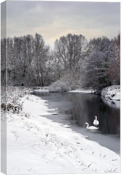 Swans on the Colne in snow Canvas Print by Gary Eason