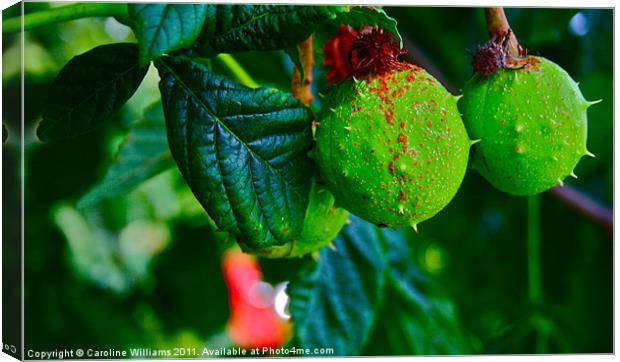 Autumn Conkers Canvas Print by Caroline Williams