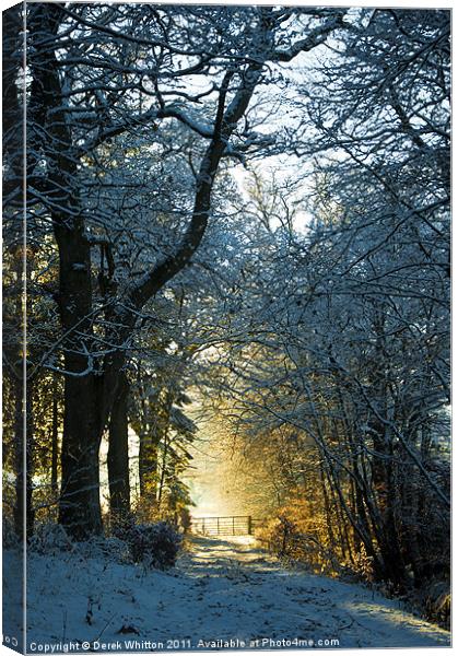 Winter Woodland Canvas Print by Derek Whitton