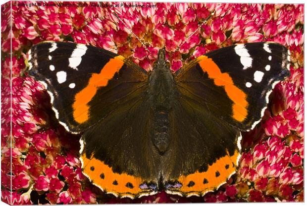 Red Admiral butterfly Canvas Print by Derek Whitton
