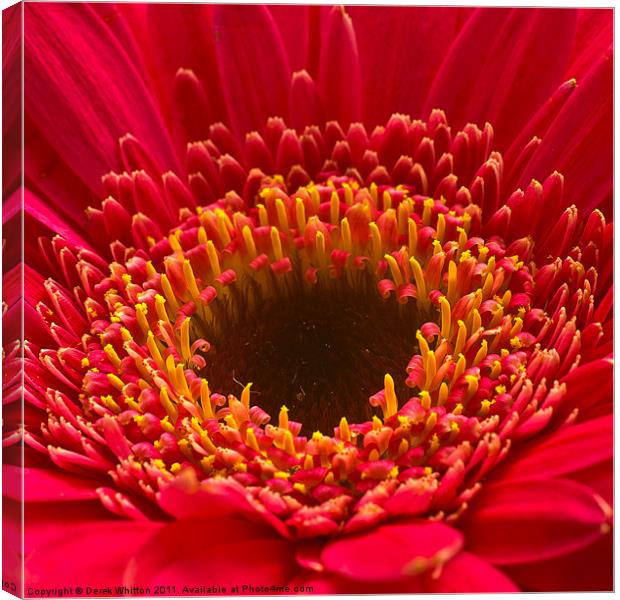 Red Dahlia Canvas Print by Derek Whitton