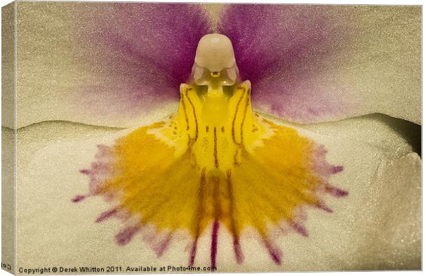 Phalaenopsis Orchid Canvas Print by Derek Whitton